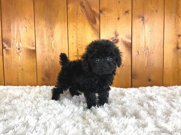 もこ 様のお迎えした子犬