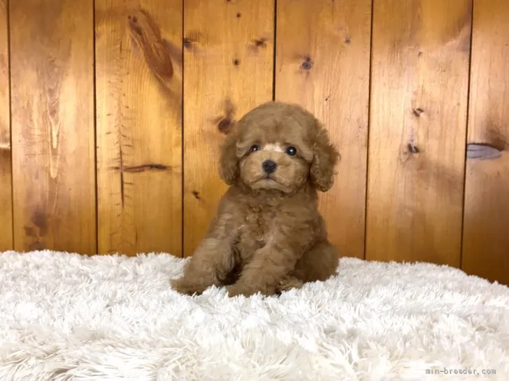 ID：2111-03232の子犬