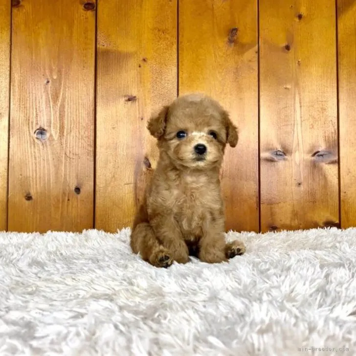 ID：2210-03007の子犬