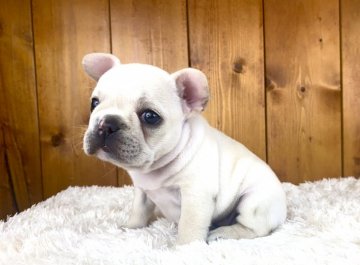 フレンチブルドッグ【大阪府・女の子・2022年3月12日・クリーム】の写真「タレ目がチャームポイントの可愛い女の子！」