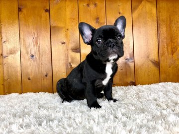 フレンチブルドッグ【大阪府・男の子・2021年10月28日・ブリンドル】の写真「しっかりボディの男前！」