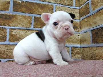 フレンチブルドッグ【大阪府・男の子・2016年11月17日・パイド】の写真「耳にブチの男の子!!」