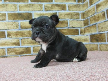 フレンチブルドッグ【大阪府・女の子・2016年11月17日・ブリンドル】の写真「首の白がお茶目です^^」