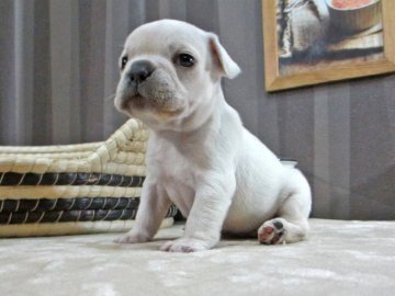 フレンチブルドッグ【大阪府・女の子・2017年1月8日・クリーム】の写真「良型のクリームの女の子！おすすめです!!」