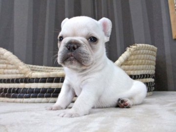 フレンチブルドッグ【大阪府・女の子・2017年11月17日・クリーム】の写真「しっかりとしたクリーム女の子！」
