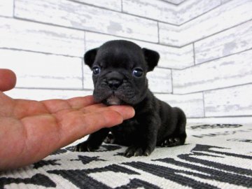 フレンチブルドッグ【大阪府・男の子・2018年4月6日・ブリンドル】の写真「コンパクトサイズのブリンドルの男の子」