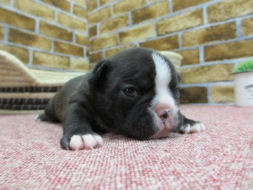 フレンチブルドッグ【大阪府・女の子・2017年2月15日・ブリンドル&ホワイト】の写真「フレーズがチャームポイントの女の子」