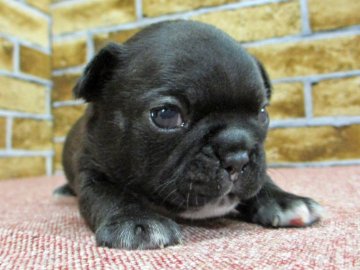 フレンチブルドッグ【大阪府・女の子・2017年1月26日・ブリンドル】の写真「型の良いブリンドルの女の子」