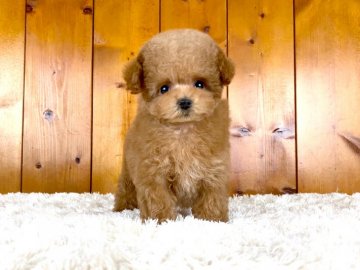 トイプードル(タイニー)【大阪府・女の子・2022年3月9日・アプリコット】の写真「アプリコットの小ぶりの女の子！」