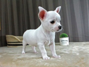 チワワ(スムース)【大阪府・男の子・2016年9月5日・ホワイト】の写真「☆純白の小さな小さな王子☆」