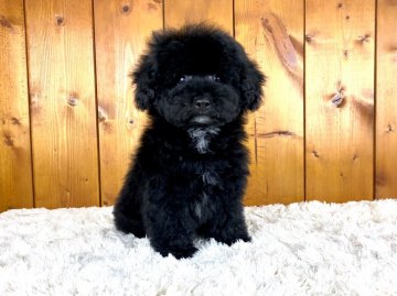 トイプードル(タイニー)【大阪府・男の子・2021年12月20日・ブラック】の写真「とっても可愛いブラックの男の子！」