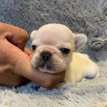 フレンチブルドッグ【大阪府・女の子・2023年7月4日・クリーム】の写真「まだ幼いですが❤️可愛くなります🎥🈶」