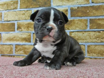 フレンチブルドッグ【大阪府・女の子・2016年11月17日・ブリンドル&ホワイト】の写真「フレーズがチャームポイントの女の子」