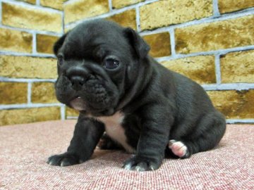 フレンチブルドッグ【大阪府・男の子・2017年1月26日・ブリンドル】の写真「しっかりとした型の良いブリンドルの男の子」