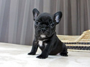 フレンチブルドッグ【大阪府・女の子・2017年11月17日・ブリンドル】の写真「小ぶりなブリンドル女の子！」