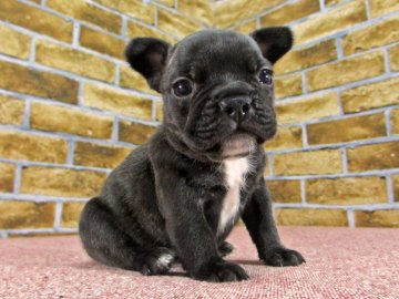 フレンチブルドッグ【大阪府・男の子・2016年11月18日・ブリンドル】の写真「アメリカチャンピオン孫のブリンドル」