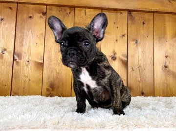 フレンチブルドッグ【大阪府・女の子・2021年8月3日・ブリンドルホワイト】の写真「理想的な丸顔とフレブルらしい体型の女の子」