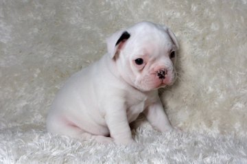 フレンチブルドッグ【大阪府・男の子・2014年1月13日・パイド】の写真「ブヨブヨコロコロです」