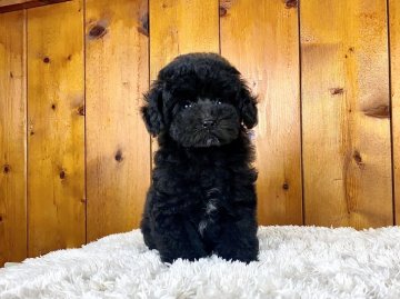 トイプードル(タイニー)【大阪府・女の子・2021年12月28日・ブラック】の写真「とっても可愛いブラックの男の子」