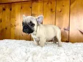 フレンチブルドッグ【大阪府・男の子・2021年10月28日・フォーン】の写真4