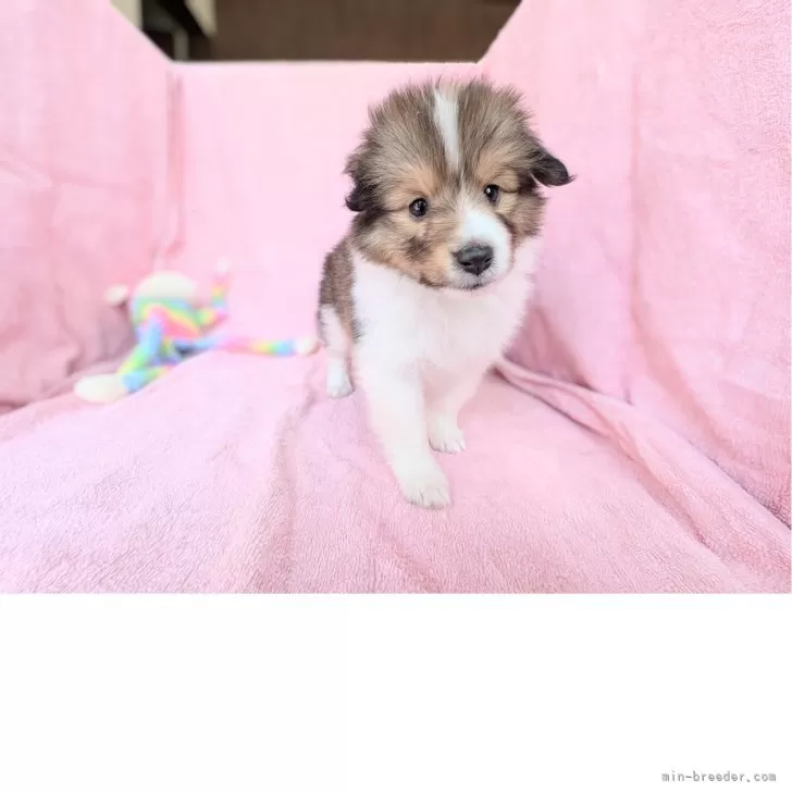 ID：2505-01813の子犬