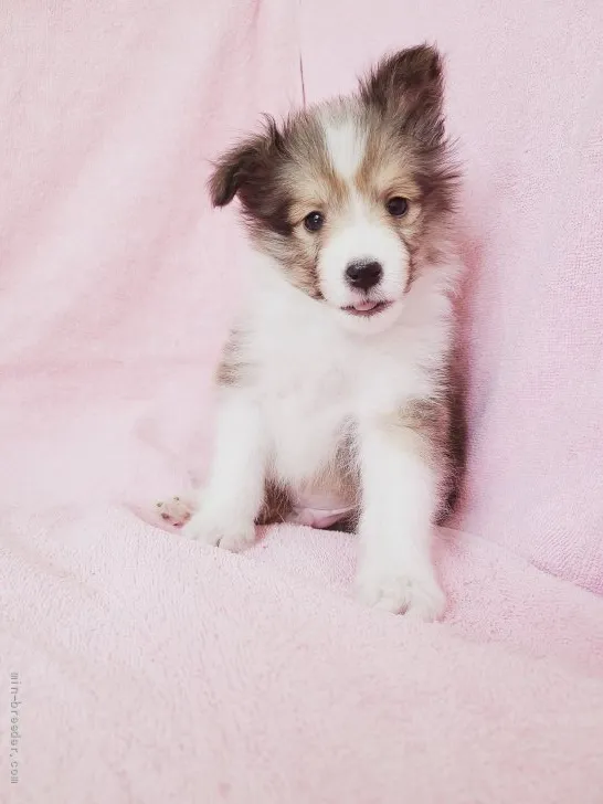 ID:2202-02460の子犬