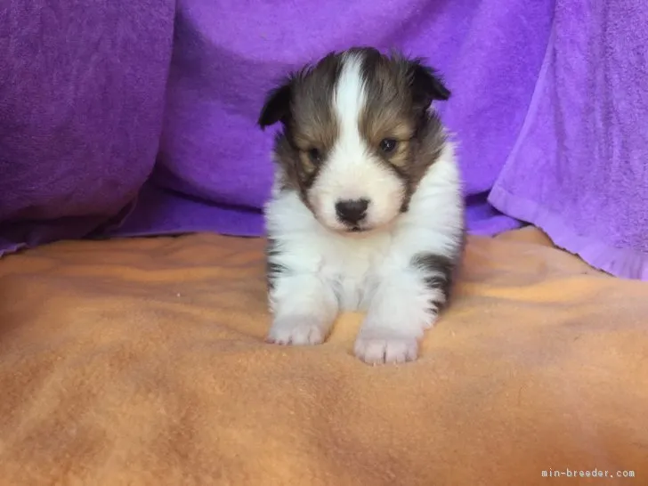 ID：1701-01150の子犬