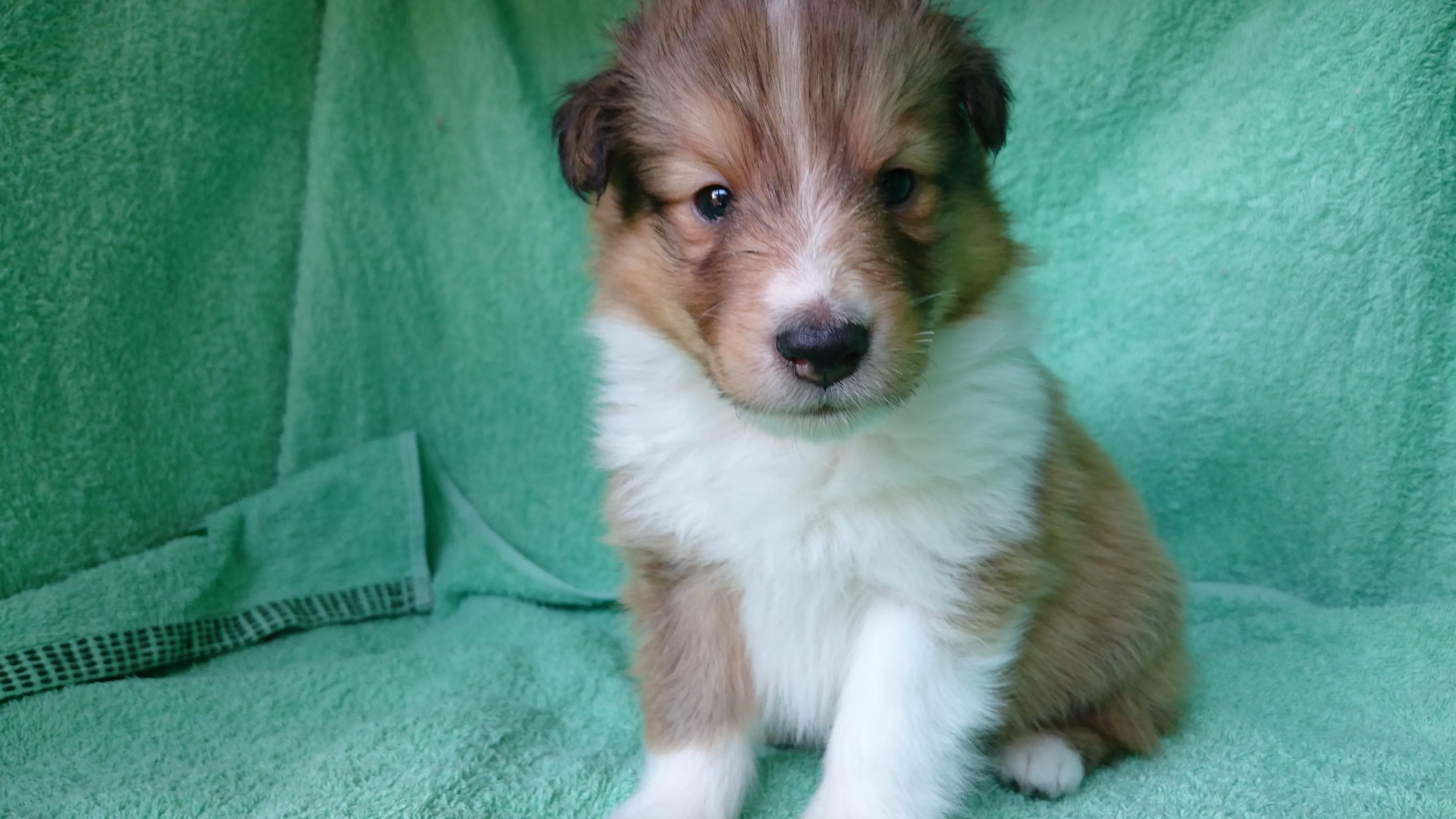 ID:1604-01220の子犬