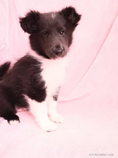 ID:2110-01959の子犬