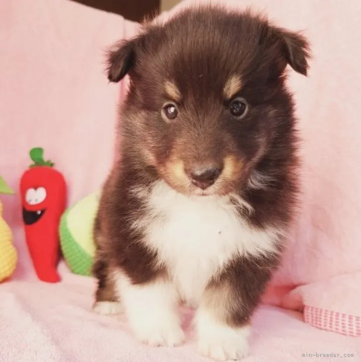 はぴ 様のお迎えした子犬