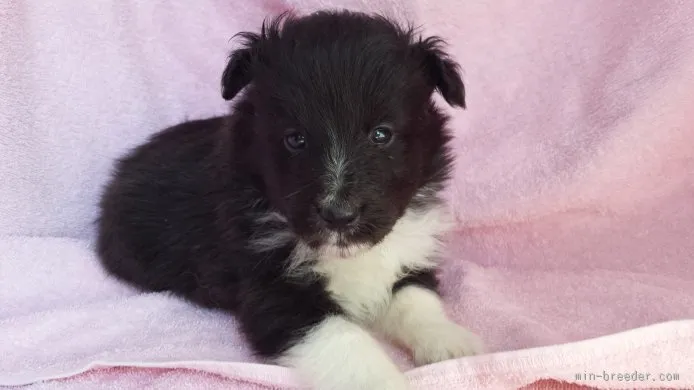kuuyan 様のお迎えした子犬
