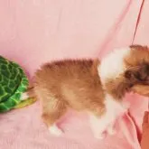 シェットランドシープドッグ【東京都・男の子・2022年11月20日・セーブル&ホワイト】の写真5