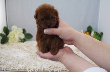 トイプードル(タイニー)【大阪府・女の子・2016年2月17日・レッド】の写真「超激カワ！とっても濃いレッド！両親共に良血統！」