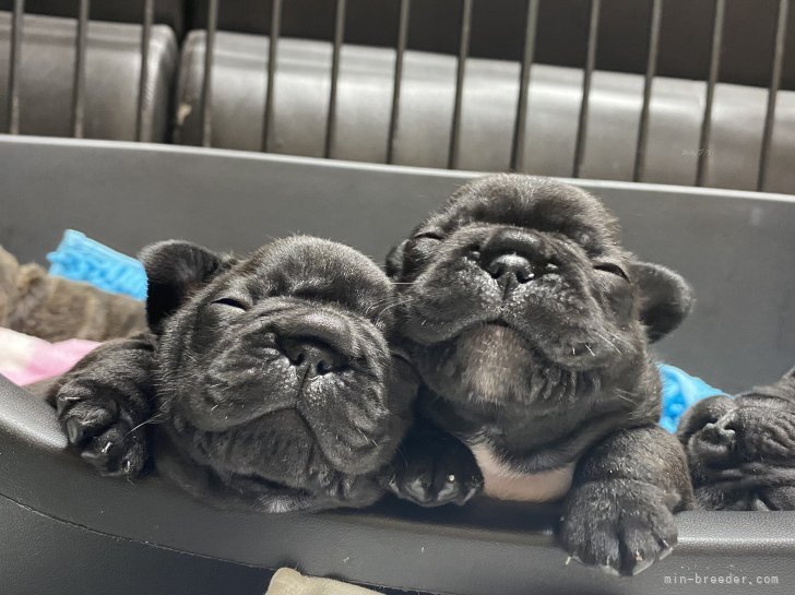 原田　初美(はらだ　はつみ)ブリーダー(山口県・フレンチブルドッグ・JKC登録)の紹介写真2