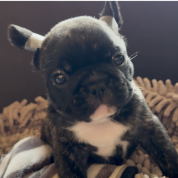 フレンチブルドッグ【山口県・男の子・2025年10月10日・ブリンドル】の写真「イケメン君」