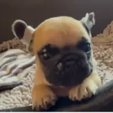フレンチブルドッグ