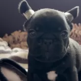 フレンチブルドッグ【山口県・男の子・2025年10月10日・ブリンドル】の写真1