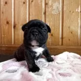 フレンチブルドッグ