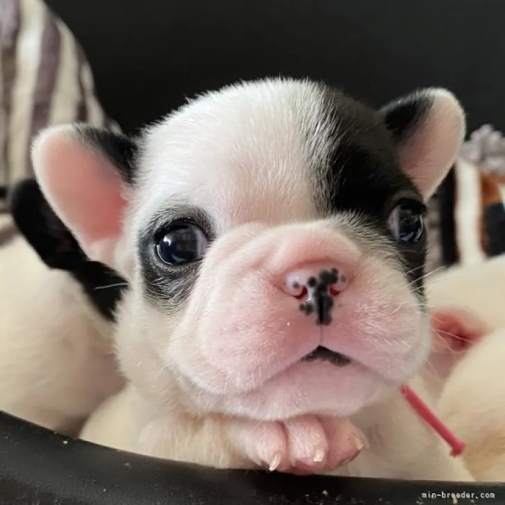 ID：2307-05259の子犬