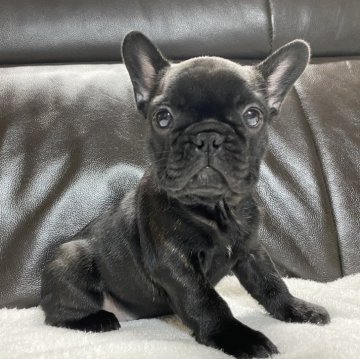 フレンチブルドッグ【山口県・女の子・2023年12月5日・ブリンドル】の写真「可愛い元気な女の子です。」