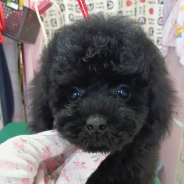 トイプードル(タイニー)【栃木県・男の子・2025年9月12日・ブラック】の写真「毛量抜群！甘い雰囲気漂う男の子☆」