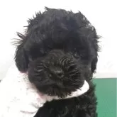 トイプードル(トイ)