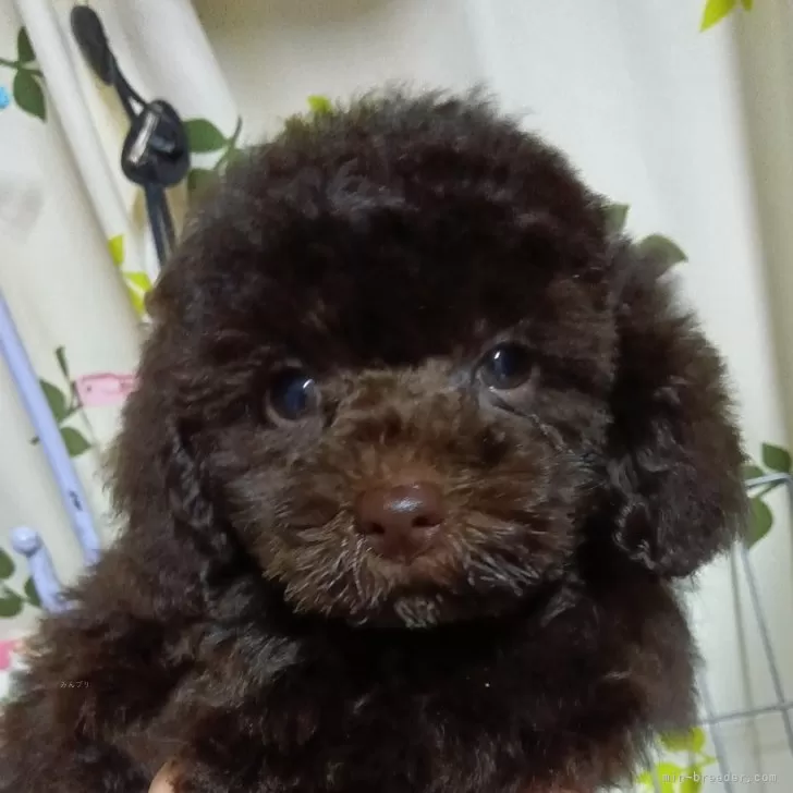 ID：2407-05798の子犬