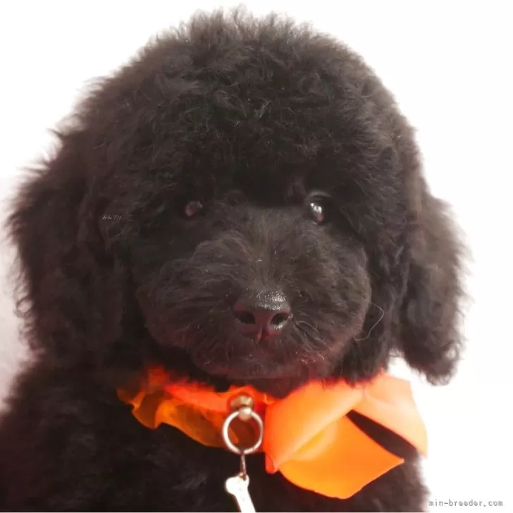 ネネ 様のお迎えした子犬