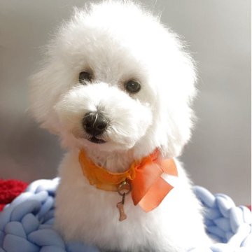 トイプードル(タイニー)【愛知県・男の子・2025年6月24日・ホワイト】の写真「父スマッシュ出身JKCch･母両親chの男の子」