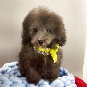 トイプードル(ティーカップ)【愛知県・男の子・2025年8月8日・グレー(シルバー)】の写真「父 シルバーJKCch･母ブラックJKCc爆毛君」