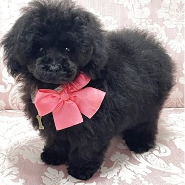 トイプードル(ティーカップ)【愛知県・女の子・2025年8月17日・ブラック】の写真「イギリス名門犬舎出身チャンピオンが父の優良血統」