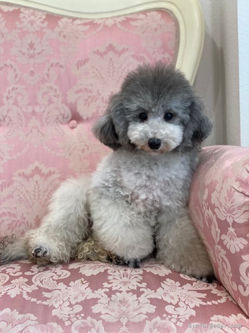 タイニープードル【・女の子・2019年2月22日・シルバー】