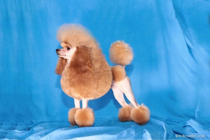 タイニープードル【・男の子・2018年2月2日・レッド】「JKC.チャンピオン達成しました。」