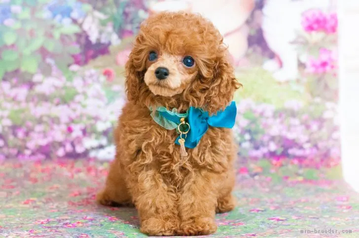 ID：1804-00169の子犬